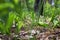 Wild lilies in the forest