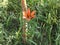 Wild Lily Of Yakutia 1