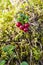 Wild Lingonberry branch in mossy grass