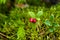 Wild lingonberry (cowberry)