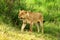 Wild Lion in African National Park