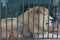 Wild lion and lioness in the aviary behind bars in the St. Petersburg Zoo