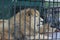 Wild lion and lioness in the aviary behind bars in the St. Petersburg Zoo