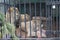 Wild lion and lioness in the aviary behind bars in the St. Petersburg Zoo