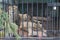 Wild lion and lioness in the aviary behind bars in the St. Petersburg Zoo