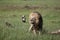 Wild Lion mammal eating giraffe africa savannah Kenya