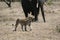 Wild Lion mammal eating giraffe africa savannah Kenya