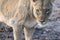 Wild Lioness Looks Directly at Camera in Africa