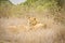 Wild lioness lying down in the bush , Kruger, South Africa