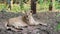 Wild Lioness Resting on Gir National Park