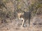 Wild Lioness Stalking Prey in South Africa