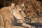 Wild lioness sunbathing in Namibia, Africa