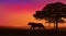 Wild lioness walking in national park at sunset vector silhouette scene