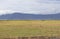 Wild lioness walks around the savannah during on safari at Ngorongoro Crater in Tanzania