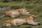 wild lionesses lying on grass in