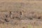 Wild lionesses in the Serengeti National Park in the heart of Africa