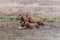 Wild lionesses in the Serengeti National Park in the heart of Africa