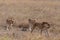 Wild lionesses in the Serengeti National Park in the heart of Africa