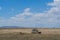 Wild lionesses in the Serengeti National Park in the heart of Africa