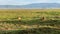 Wild lions bask in the sun. Safari in Africa. A lion and a lioness rest on the green grass in the Ngorongoro National Park.