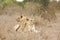 Wild lions, Kruger national park, SOUTH AFRICA