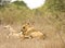 Wild lions lying in the bush , Kruger, South Africa