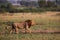 Wild lions in the Steppe of Africa Uganda