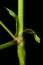 Wild Liquorice (Astragalus glycyphyllos). Stipules Closeup