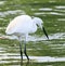 Wild little egret bird feeding in water pool use for animals and