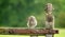 Wild little owls