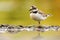 Wild little ringed plover walking on rocks of riverbank with reflection on water