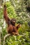 Wild living adult male Orangutan sitting on a branch in Borneo, Malaysia