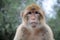 Wild living barbary macaque in Gibraltar