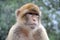 Wild living barbary macaque in Gibraltar