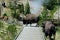 Wild  living bison herd  in Yellowstone national Park