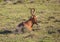 Wild living Red Hartebeests at Addo Elephant Park in South Africa