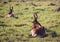 Wild living Red Hartebeests at Addo Elephant Park in South Africa