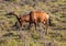 Wild living Red Hartebeests at Addo Elephant Park in South Africa