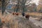 Wild living scottish highlanders in forest