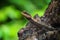 Wild lizard in asian rain forest in nice blur background