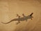 A wild lizard is eating flying termites, Bardia, Nepal