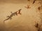 A wild lizard is eating flying termites, Bardia, Nepal