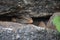 A wild lizard looking through rocks