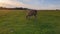 Wild llama grazing in a green field