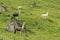 Wild Llamas in the Mountains, Alps