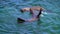 Wild long-nosed fur seals chilling in the waters