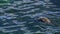 Wild long-nosed fur seals chilling in the waters