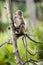Wild long-tailed monkey