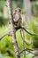 Wild long-tailed monkey