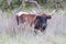 Wild longhorn cow